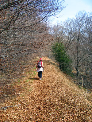 Caminant entre fulles