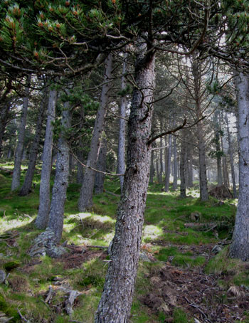 Bosc de pins Bosc de pins