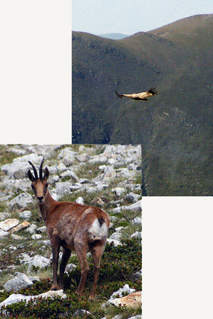 Fauna Fauna