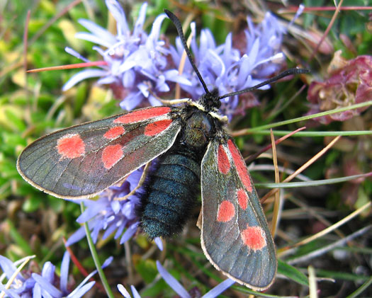 Zygaena Zygaena