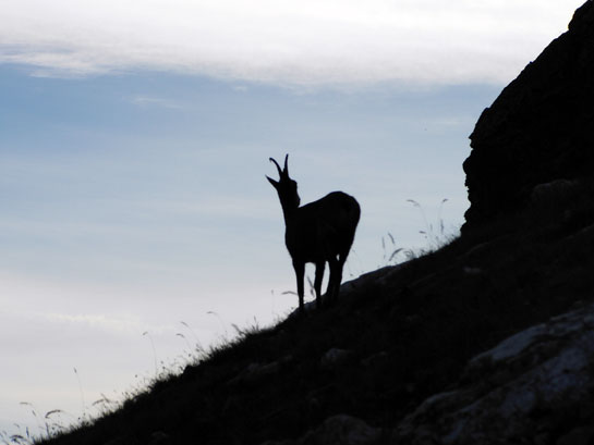 Isard al Coll de la Marrana