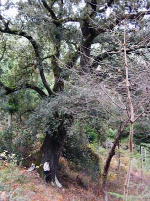 Alzina de La Coma Alzina de La Coma