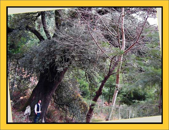 Alzina de La Coma Alzina de La Coma