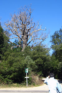 Roure Socablanc Roure Socablanc