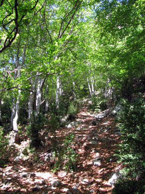 Llums i ombres a la fageda Llums i ombres a la fageda