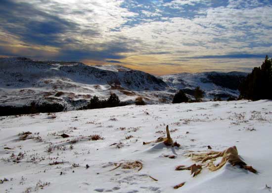 Vaca morta Vaca morta