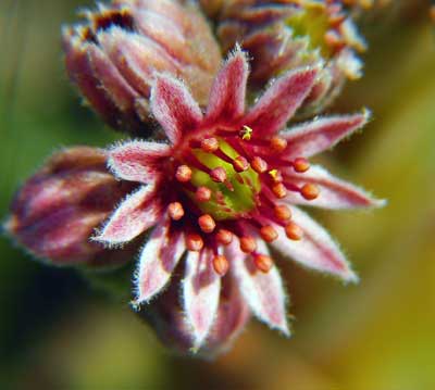 Sempervivum Sempervivum