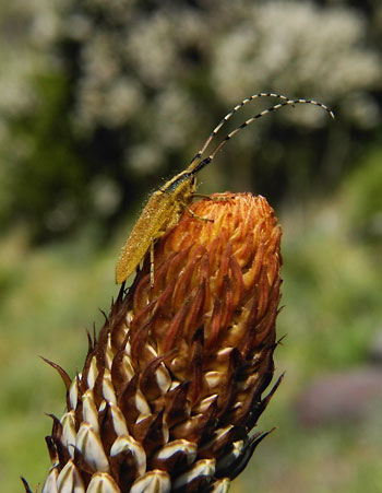 Agapanthia asphodeli