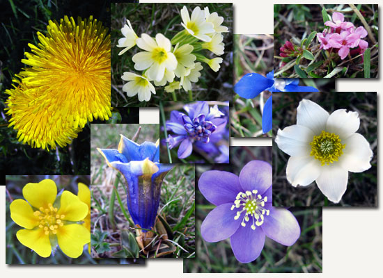 Floració Floració