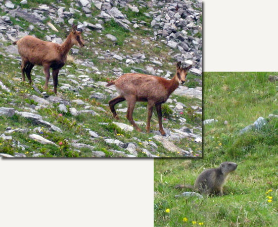 Isards i marmotes